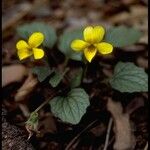 Viola purpurea Hábito