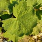 Alchemilla mollis Liść