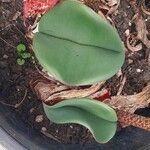Haemanthus coccineus पत्ता