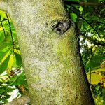 Asimina triloba Bark