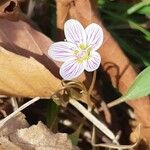 Claytonia caroliniana Fleur