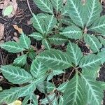 Parthenocissus henryana Leaf