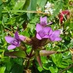 Gentianella campestrisКвітка