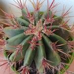 Ferocactus pilosus Ліст