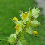 Rhinanthus major Leaf