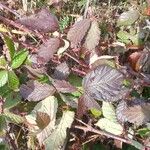 Rubus ulmifoliusLeaf