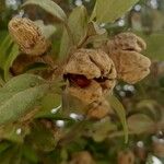 Lagunaria patersonia Owoc