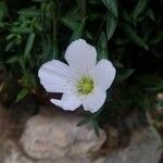 Arenaria montana 花