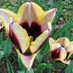 Tulipa grengiolensis Flower