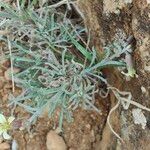 Erysimum bonannianum Leaf