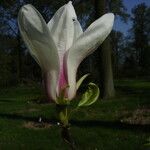 Magnolia cylindrica Virág