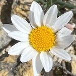 Leucanthemum burnatii