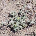 Chaenactis glabriuscula Hábito