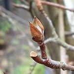 Prunus × subhirtella Flor