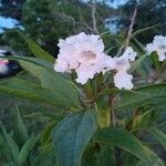 × Chitalpa tashkentensis Flors