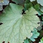 Heuchera micrantha Folha