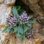 Physoplexis comosa 花