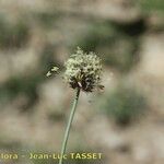 Alopecurus gerardii 花