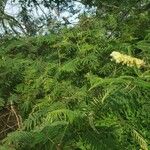 Acacia ataxacantha Hostoa