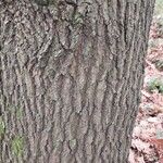 Quercus conferta Kit.Bark