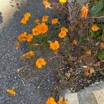 Tagetes erecta Habit