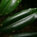 Qualea rosea Leaf