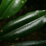 Qualea rosea Hoja