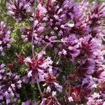 Thymus longiflorus Flower