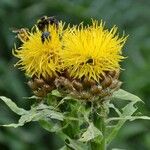 Centaurea macrocephala Цветок