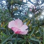 Hibiscus heterophyllus Fleur