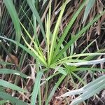 Cyperus alternifolius Лист