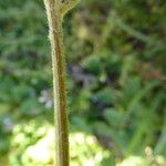 Crepis sancta 樹皮