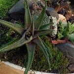 Haworthia limifolia Leaf