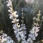 Salvia argentea Fiore