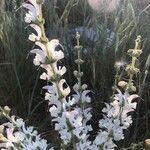 Salvia argentea Flors