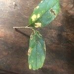Leonia glycycarpa ഇല