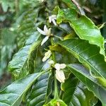 Coffea abbayesii