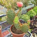 Opuntia aciculata Ліст