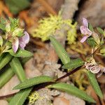 Pedicularis racemosa Хабит