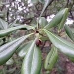 Pittosporum viridiflorum 果實