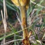 Orobanche purpurea Rusca