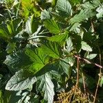 Filipendula ulmaria Leaf