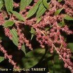 Gesnouinia arborea Flower