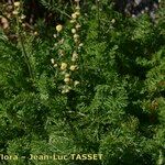 Artemisia atrata Habit