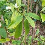 Magnolia maudiae Leaf