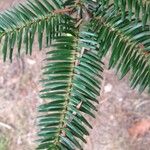 Abies numidica Folio