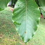 Magnolia acuminata Leaf