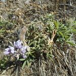 Lupinus formosus Habit