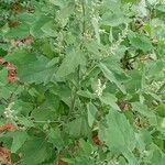 Chenopodium albumNatur