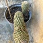 Mammillaria matudae পাতা